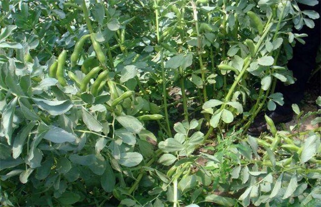 蚕豆种植 如何增产