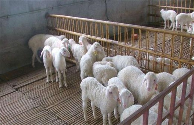 养羊 新手常见问题
