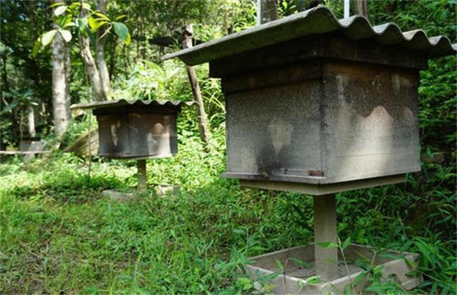 蜜蜂安全越冬措施
