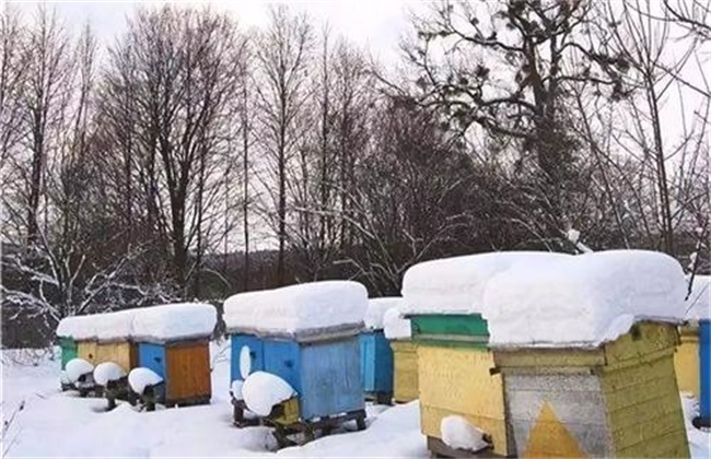 蜜蜂 安全越冬措施