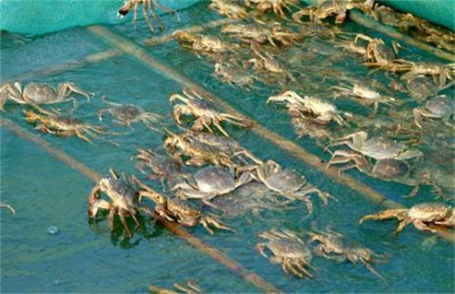 梭子蟹养殖注意事项