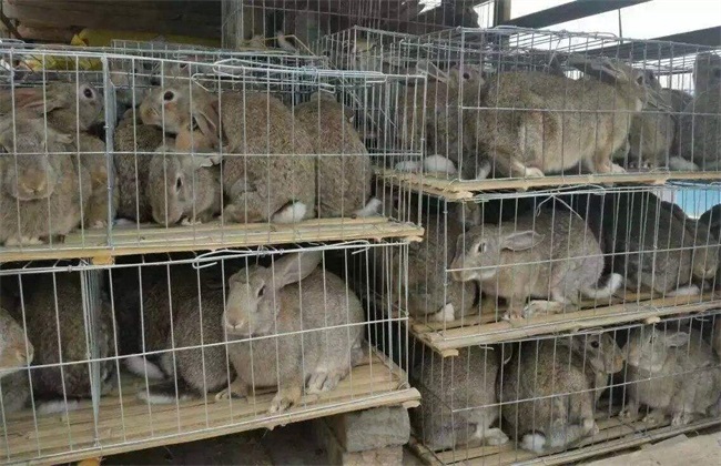 兔子养殖注意事项