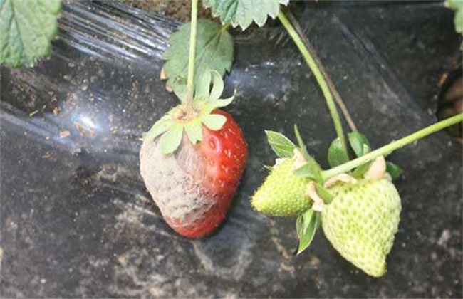 草莓灰霉病的防治措施