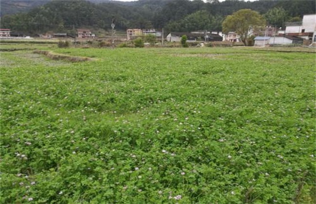 绿肥 常见种植方式