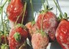 草莓灰霉病的防治措施