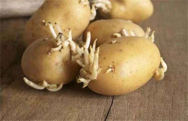 土豆 种植技术