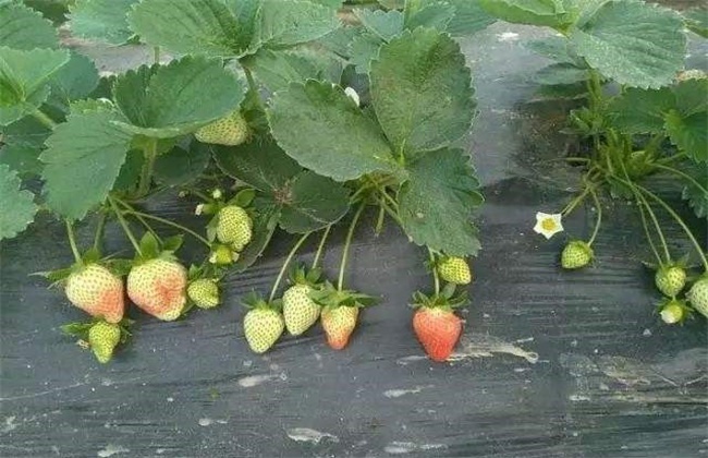 冬季大棚草莓不膨果怎么办