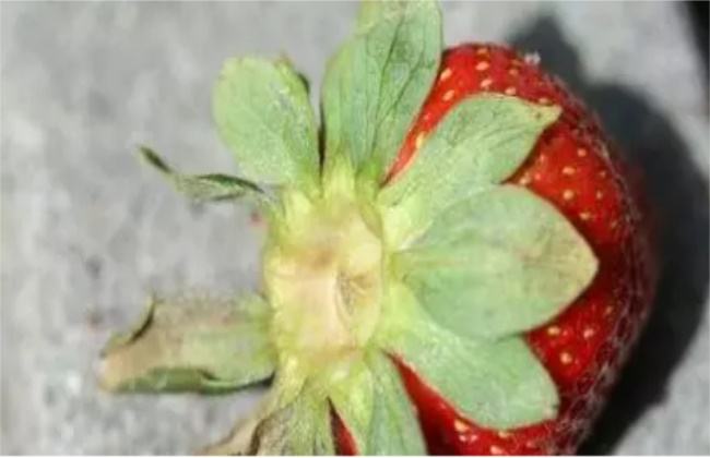 如何防治草莓红蜘蛛