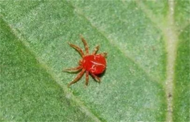 如何防治草莓红蜘蛛