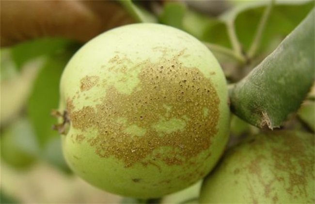 苹果胎锈 原因 防治措施