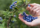 蓝莓肥害是什么原因