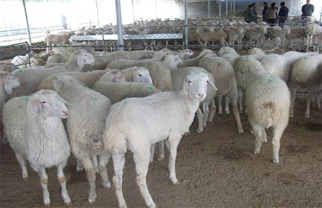发酵床养羊 注意事项