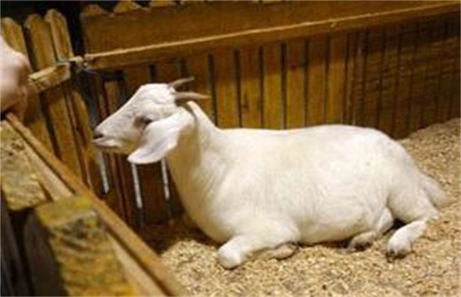 发酵床养羊 注意事项