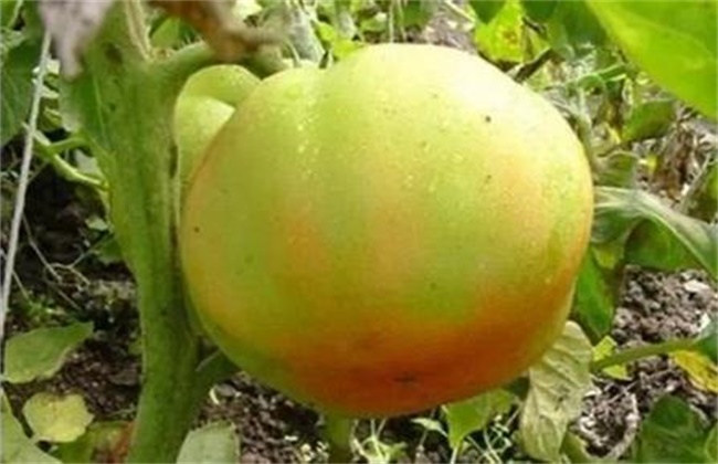 西红柿青皮果防治方法