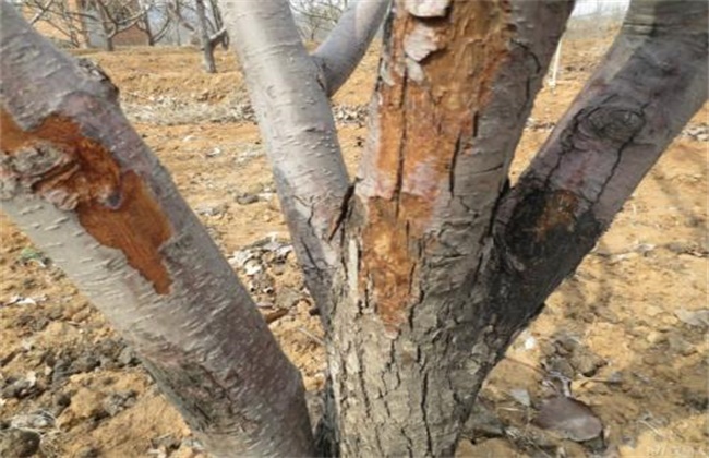 冬季梨树刮皮注意事项