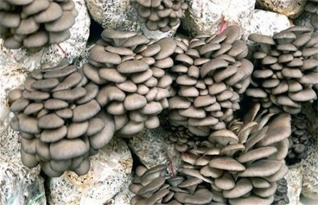 平菇种植 常见误区