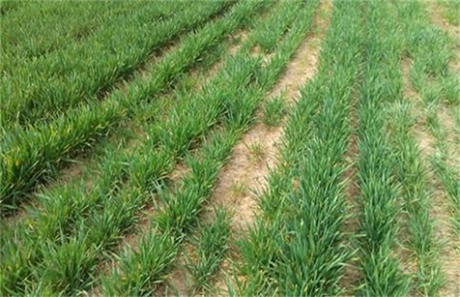小麦冬春死苗原因及防治措施
