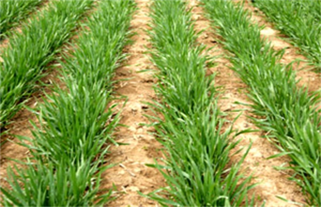 小麦冬春死苗原因及防治措施