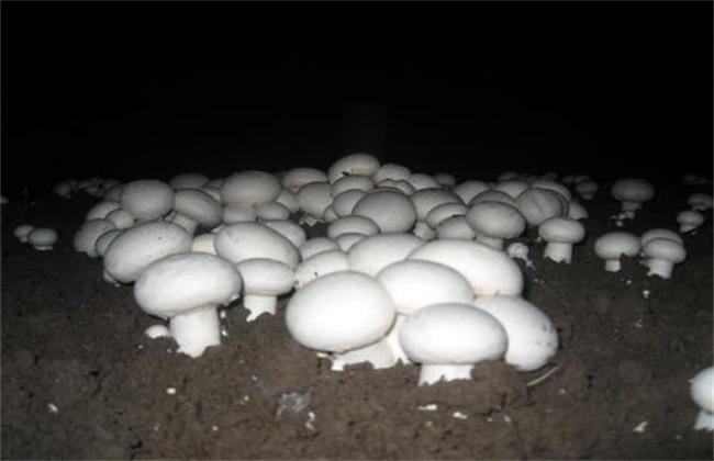 双孢菇 冬季管理技术