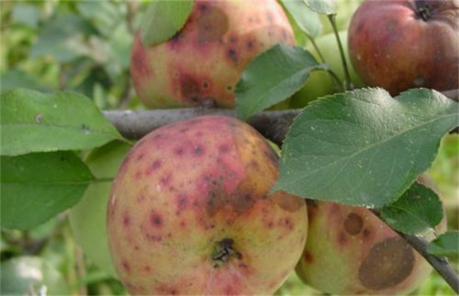 苹果缺钙 原因 防治措施