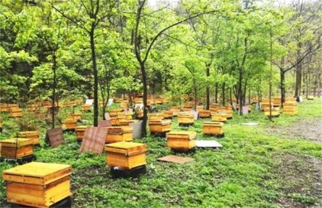 暖冬蜜蜂管理要点