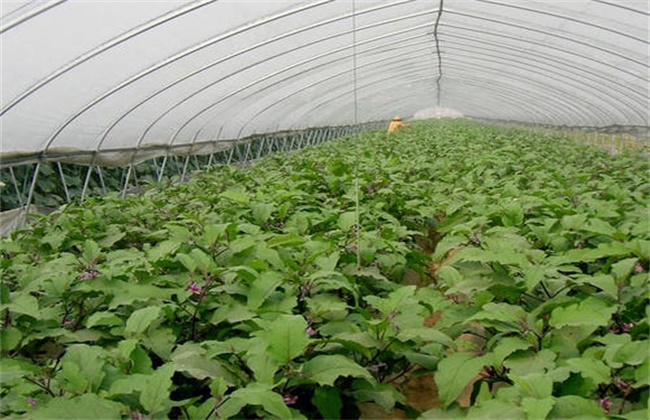 冬季大棚茄子定植后管理技术
