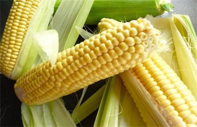 玉米 功效与作用 禁忌