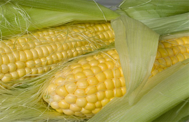 玉米 功效与作用 禁忌
