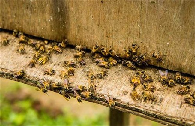 蜜蜂春繁管理要点