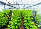 蔬菜种植中如何降低农药残留