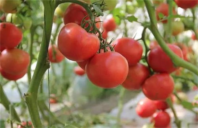 大棚西红柿产量低是什么原因