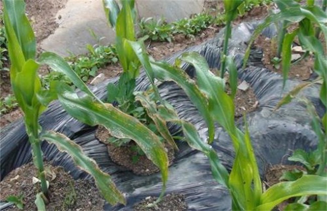 玉米低温障碍防治方法