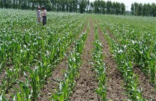 玉米低温障碍防治方法