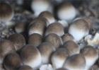 草菇的栽培管理技术