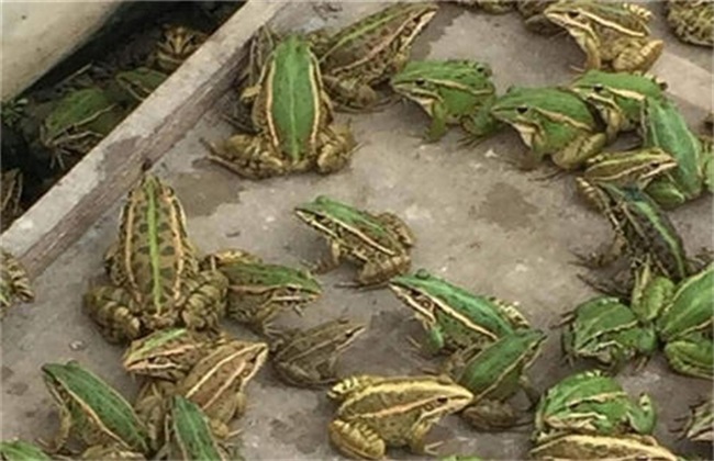 威尼斯人官方认证_养殖青蛙有什么要求