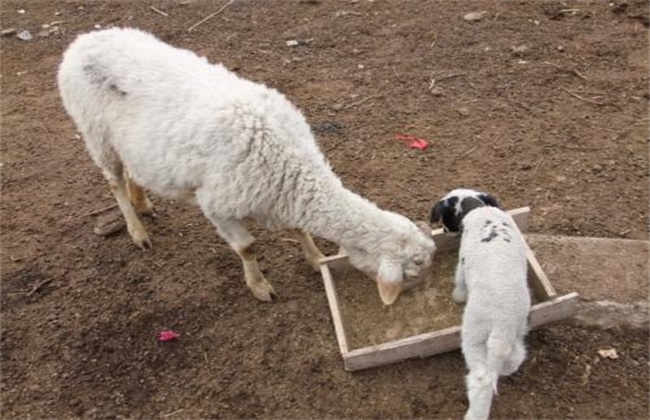 羊产子 注意事项
