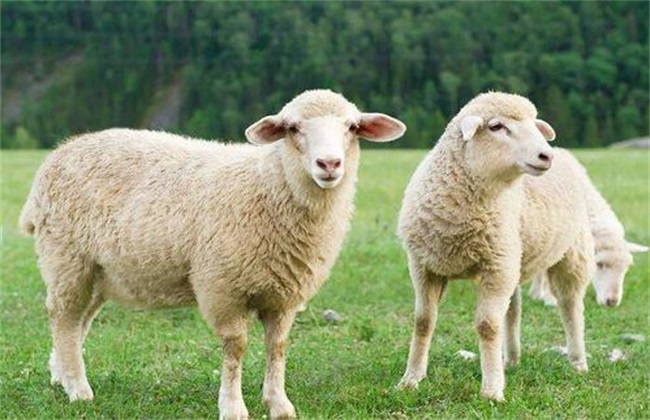 绵羊圈养 有什么优缺点