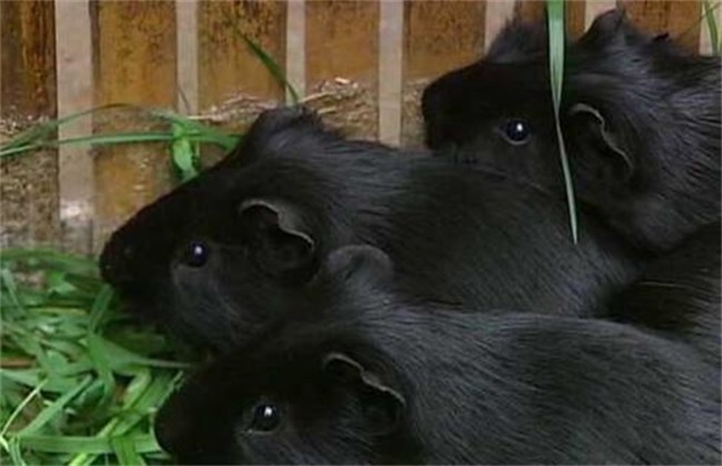 黑豚养殖 注意事项