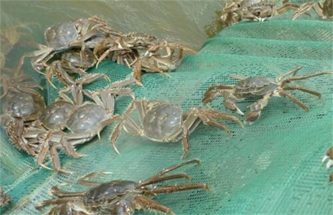 河蟹养殖条件