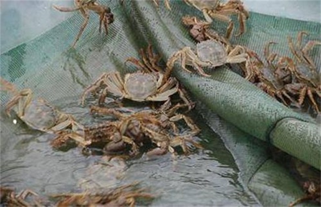 河蟹 养殖条件
