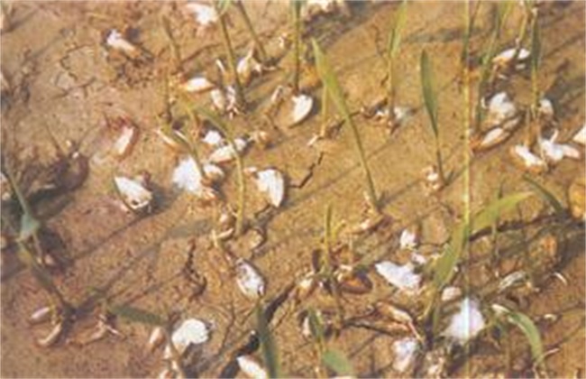 水稻烂种原因及防治措施