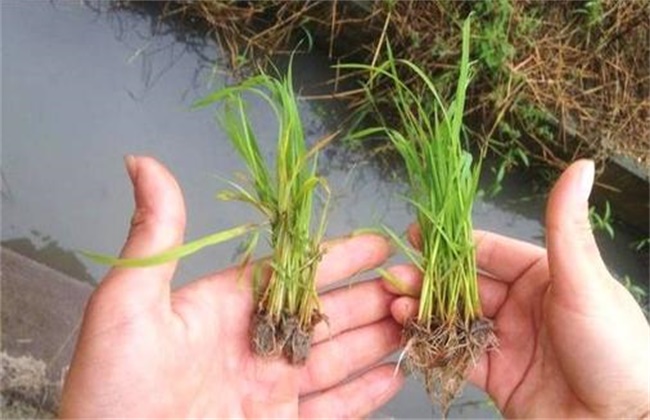 水稻烂种原因及防治措施