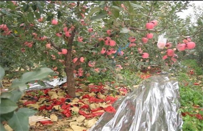苹果园铺反光膜方法及注意事项