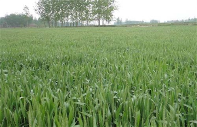 小麦品种混杂退化原因及防治方法