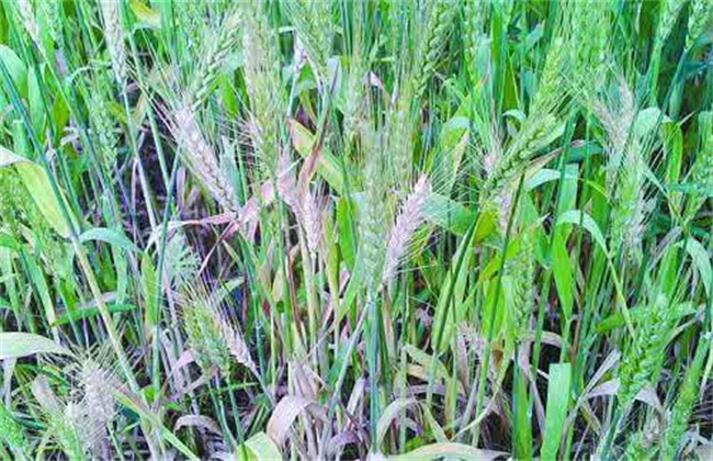 小麦有穗无籽的防治措施