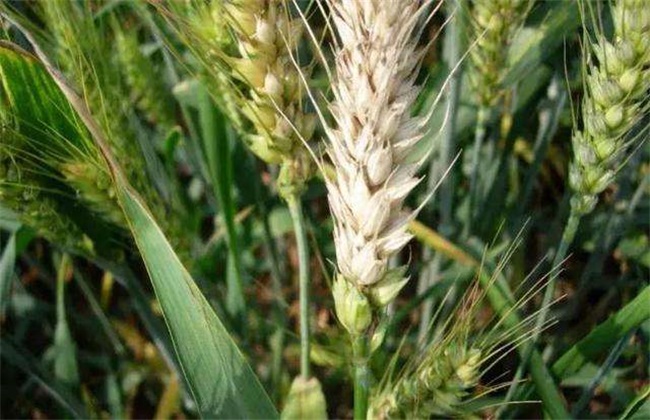 小麦有穗无籽的防治措施
