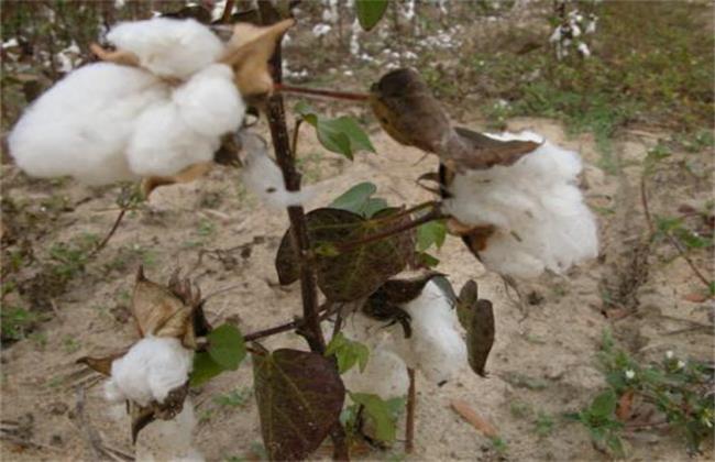 棉花早枯的预防措施