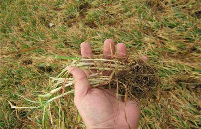 小麦苗叶色异常是什么原因