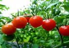 番茄种植管理步骤