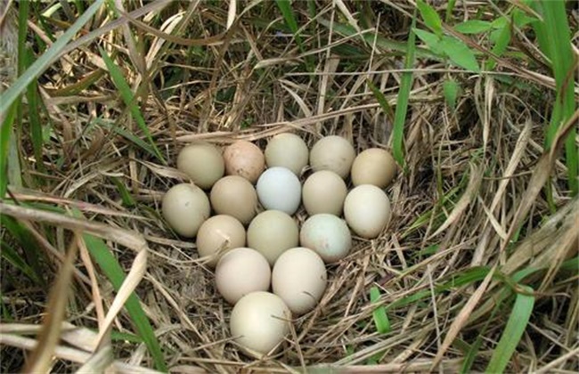 如何提高 山鸡种蛋 孵化率